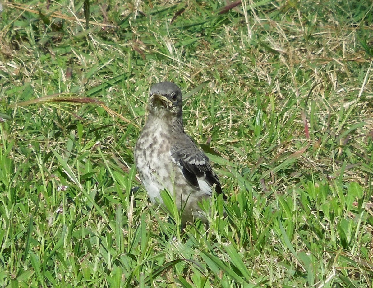 mockingbird (juvenile)