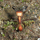 Army Ant (soldier)