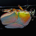 Green June Beetle, June Bug