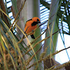 Orange Oriole