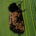 Spanish Moth