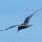 Sandwich Tern; Charrán Patinegro