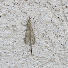 Antlion