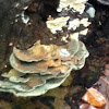 Bracket/Shelf Fungi