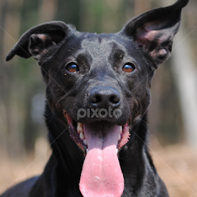 by Oniram Reivar - Animals - Dogs Portraits