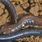Salamander/Worm Salamander