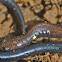 Salamander/Worm Salamander