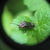 Soldier beetle - firefly mimic