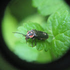 Soldier beetle - firefly mimic