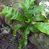 bird's nest fern