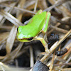 Eastern Sedge Frog