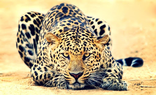 【免費個人化App】Leopard Live Wallpaper-APP點子