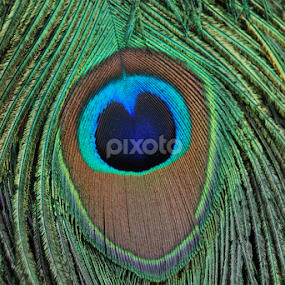 Peacock Feather by Raja Sharma - Abstract Patterns