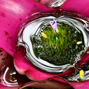 Contrast Of Life by Carey Carter - Nature Up Close Other plants