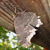 Mourning Cloak