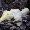 Slime Mold