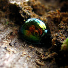 Bark Leaf Beetle