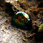 Bark Leaf Beetle