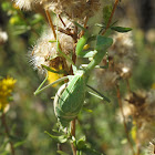 (Female) Bordered Mantis