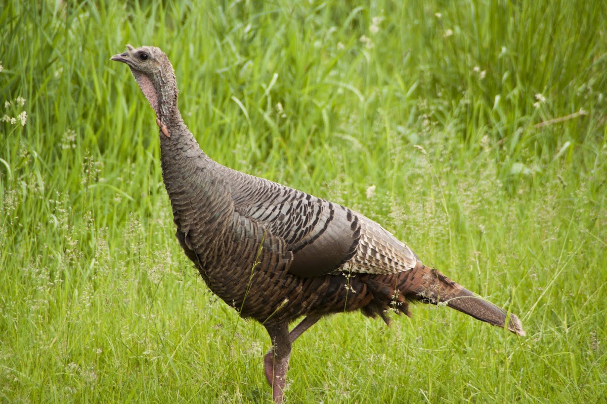 Wild Turkey Hen