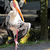 Painted Stork