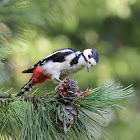 Great Spotted Woodpecker