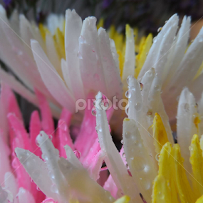 Raindrops on my Flowers by Linda Hackney - Flowers Flower Arangements