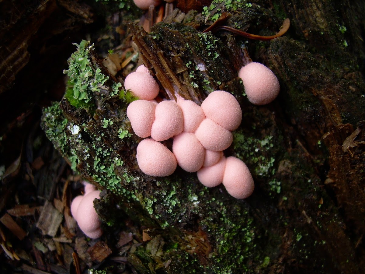 Wolf's milk slime mold