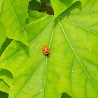 Seven-spot ladybird