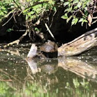 Mary River Turtle