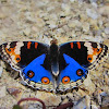 Blue pansy butterfly (male)