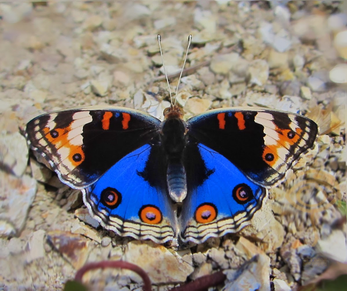 Blue pansy butterfly (male)