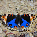 Blue pansy butterfly (male)