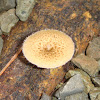 Four small mushrooms