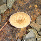 Four small mushrooms