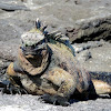 Marine iguana - Fernandina sub-species