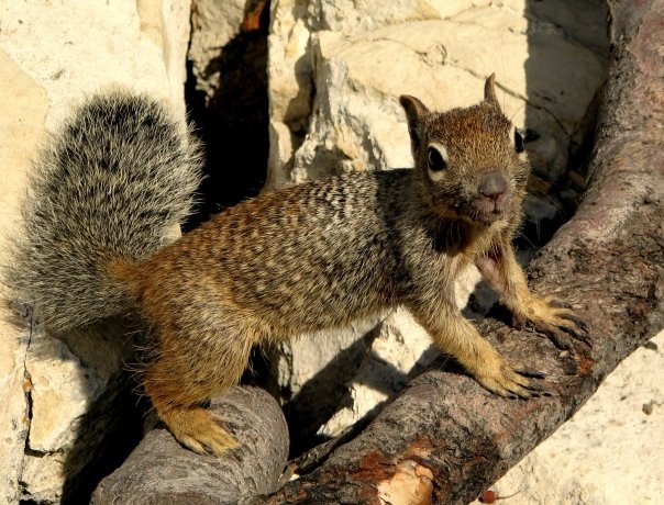 Rock Squirrel