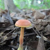 Bolete mushroom