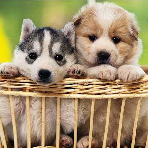 Cute Puppy Wallpapers Hd 105 Apk Free Entertainment Application