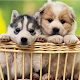 Cute Puppy Wallpapers HD APK