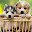 Cute Puppy Wallpapers HD Download on Windows