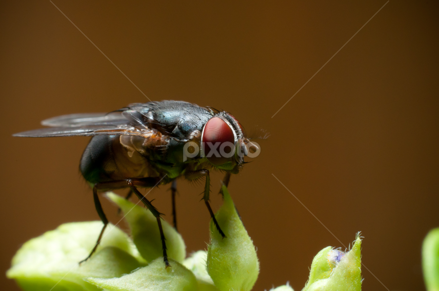 Lalat by Mohd Roslan - Animals Insects & Spiders