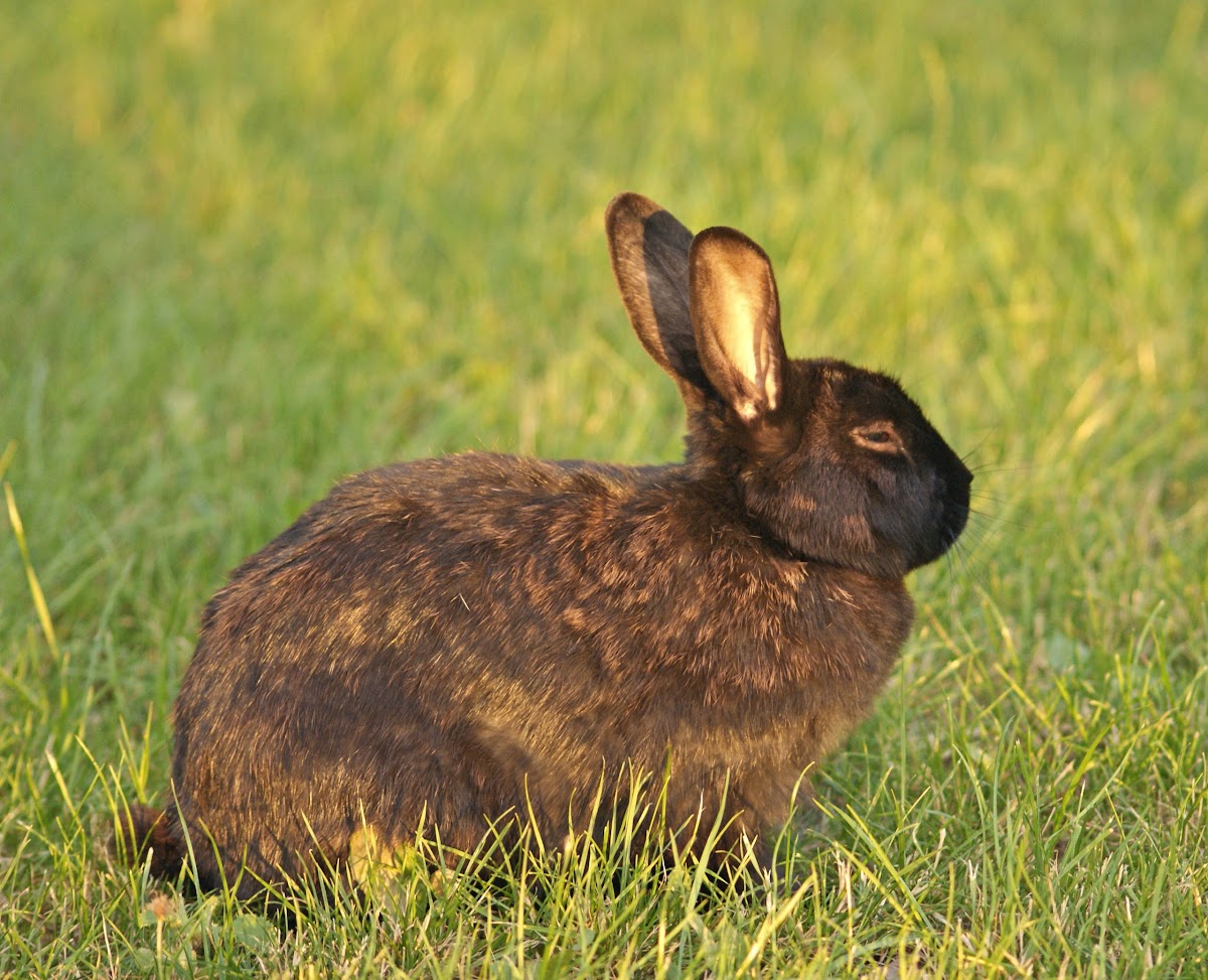 Feral Domestic Rabbit