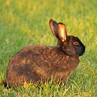 Feral Domestic Rabbit