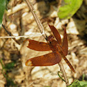Fulvous Forest Skimmer