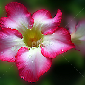 by Irwan Karim - Flowers Flowers in the Wild