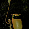 Fanged Pitcher Plant