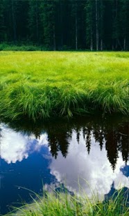 Lastest Quiet brook live wallpaper APK for PC