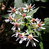 Large-leaved Aster