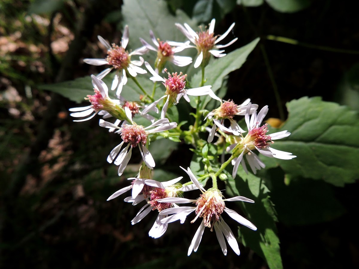 Large-leaved Aster